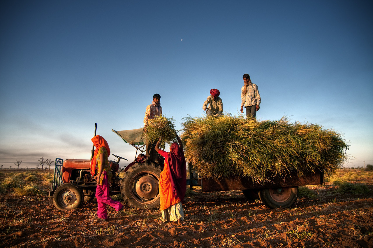 인도 모디 시대의 농촌 노동